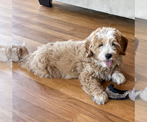Bernedoodle (Miniature) Puppy for sale in ROY, UT, USA
