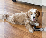 Small Bernedoodle (Miniature)