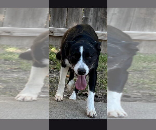 Medium Photo #1 Border Collie Puppy For Sale in Great Bend, KS, USA