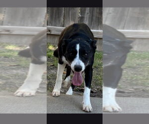Border Collie Dogs for adoption in Great Bend, KS, USA