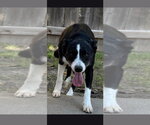 Purple Collar (Smiler) - Female Border Collie Dog for Adoption - Small photo