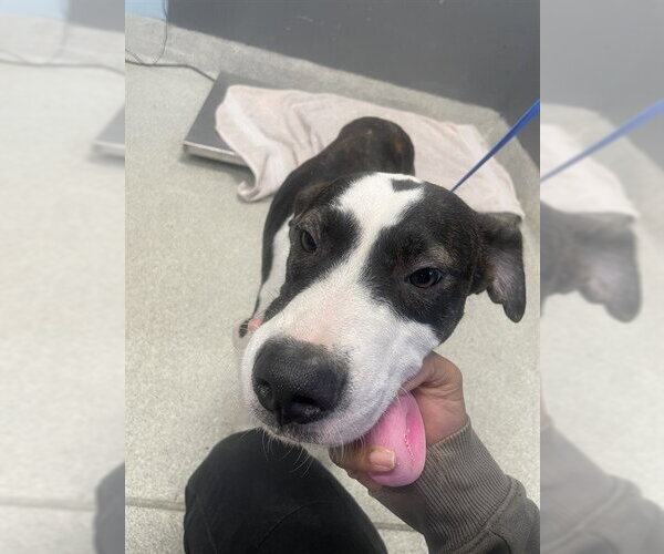 Medium Photo #1 American Staffordshire Terrier-Treeing Walker Coonhound Mix Puppy For Sale in Tallahassee, FL, USA
