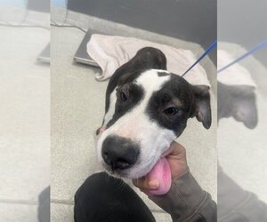 American Staffordshire Terrier-Treeing Walker Coonhound Mix Dogs for adoption in Tallahassee, FL, USA