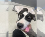 POE - Male American Staffordshire Terrier-Treeing Walker Coonhound Mix Dog for Adoption - Small photo