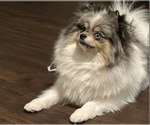 Small Photo #1 Pomeranian Puppy For Sale in CINCINNATI, OH, USA