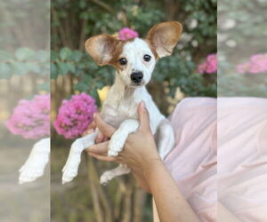 Chihuahua-Unknown Mix Dogs for adoption in St. Louis Park, MN, USA