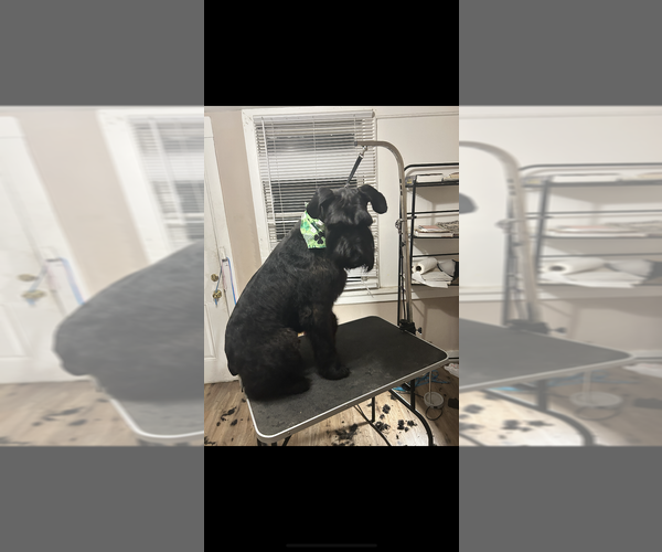 Medium Photo #1 Schnauzer (Giant) Puppy For Sale in HOUSTON, TX, USA