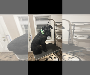 Father of the Schnauzer (Giant) puppies born on 07/25/2026