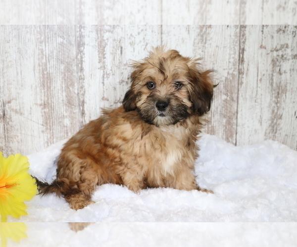 Medium Photo #1 ShihPoo Puppy For Sale in SHILOH, OH, USA