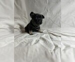 Small #1 French Bulldog