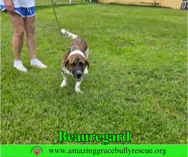 Medium Photo #10 Basset Hound-Unknown Mix Puppy For Sale in Milton, FL, USA