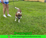 Small #9 Basset Hound Mix