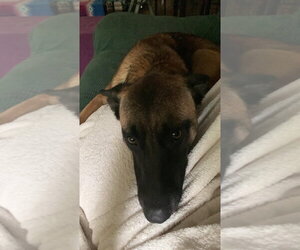 Mutt Dogs for adoption in Imlay City, MI, USA