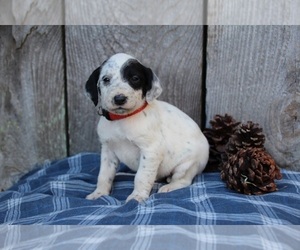 Dalmadoodle Puppy for sale in KINGSPORT, TN, USA