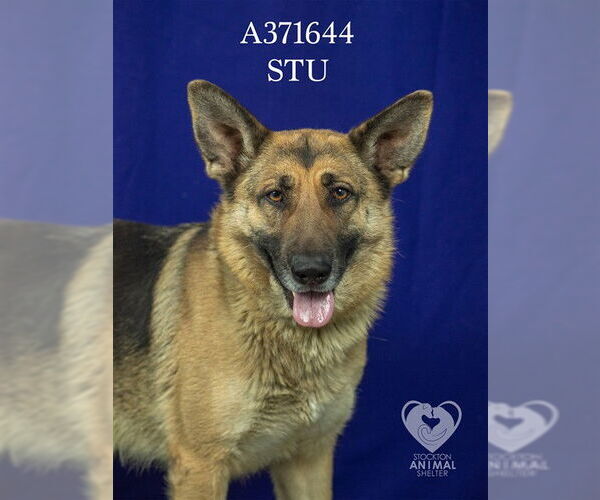 Medium Photo #2 German Shepherd Dog Puppy For Sale in Stockton, CA, USA