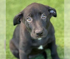 Juice Box Pup - Ssips - Adopted! - Female Labrador Retriever-Unknown Mix Dog for Adoption - Photo #3