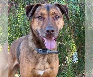 Mutt Dogs for adoption in San Diego, CA, USA