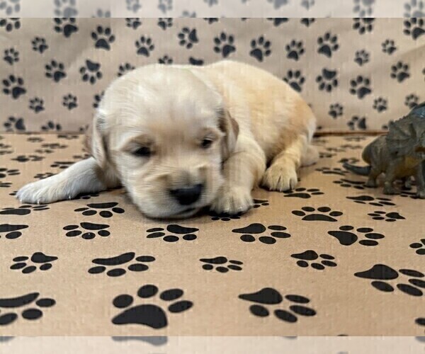 Medium Photo #4 Golden Retriever Puppy For Sale in PANA, IL, USA