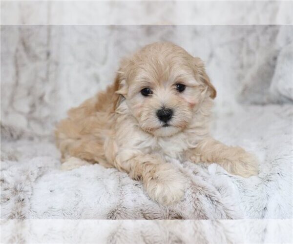 Medium Photo #1 Maltipoo (Miniature) Puppy For Sale in WESTMINSTER, CO, USA