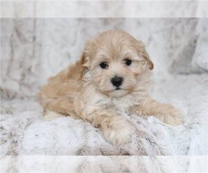 Maltipoo (Miniature) Puppy for sale in WESTMINSTER, CO, USA
