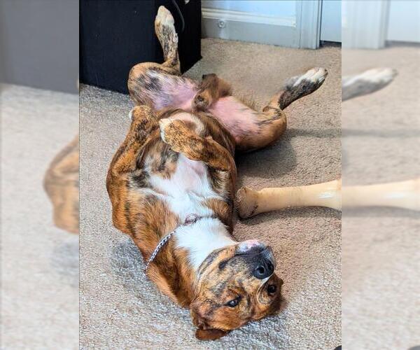 Medium Photo #1 Labrador Retriever-Plott Hound Mix Puppy For Sale in Conroe, TX, USA