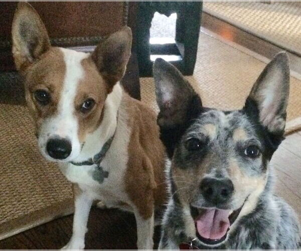 Medium Photo #12 Australian Kelpie-Basenji Mix Puppy For Sale in Houston, TX, USA