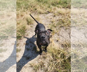Aeris - Male Mutt Dog for Adoption - Photo #5