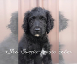 Small Photo #3 Goldendoodle Puppy For Sale in MINCO, OK, USA