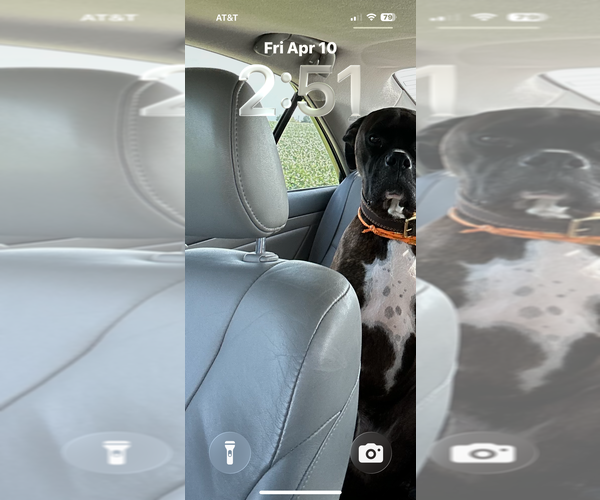 Medium Photo #2 Boxer Puppy For Sale in Aurora, IN, USA