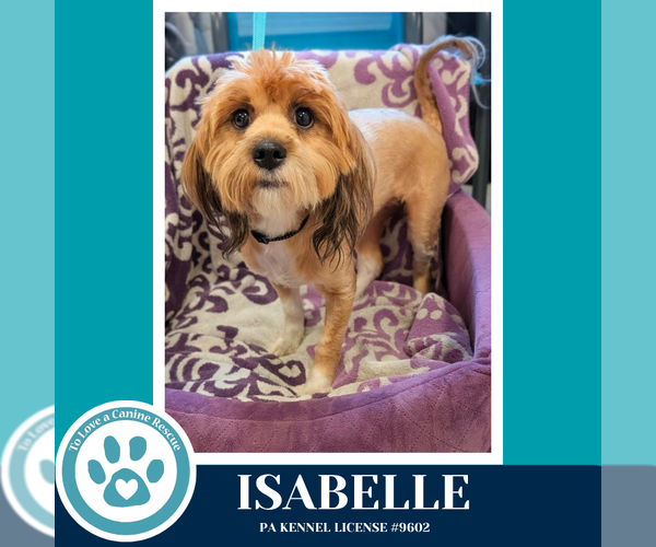 Medium Photo #6 Shih Tzu-Unknown Mix Puppy For Sale in Kimberton, PA, USA