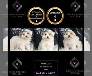 Maltipoo Puppy for sale in WARSAW, IN, USA