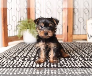 Yorkshire Terrier Puppy for sale in NAPLES, FL, USA