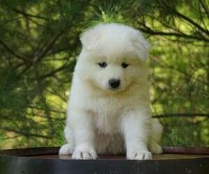 Samoyed Puppy for sale in FREDERICKSBURG, OH, USA