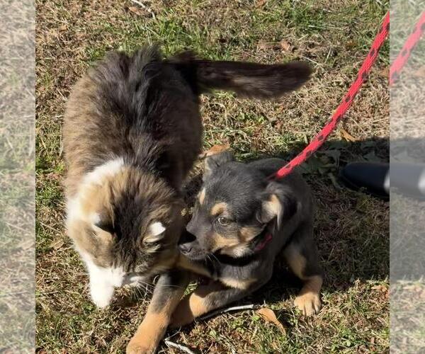 Medium Photo #4 Mutt Puppy For Sale in Yardley, PA, USA