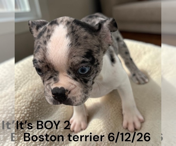 Medium Photo #4 Boston Terrier Puppy For Sale in MONTPELIER, OH, USA