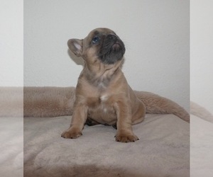 French Bulldog Puppy for sale in BORING, OR, USA