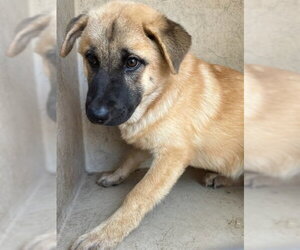 Chow Chow-Unknown Mix Dogs for adoption in Oklahoma City, OK, USA