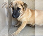 Small Chow Chow Mix