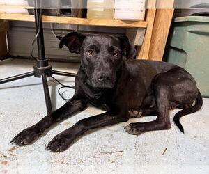 Labrador Retriever-Unknown Mix Dogs for adoption in Tracy City, TN, USA