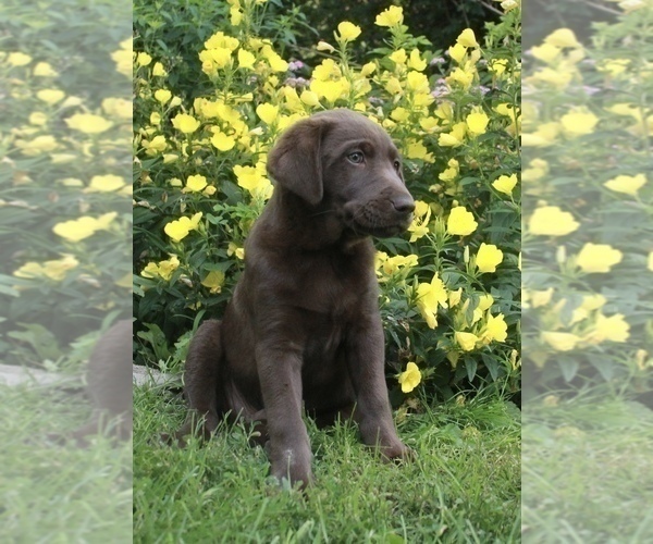 Medium Photo #1 Borador-Labloodhound Mix Puppy For Sale in LISLE, NY, USA