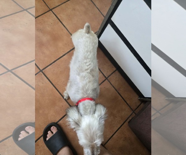 Medium Photo #4 Mutt Puppy For Sale in Virginia Beach, VA, USA