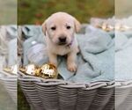 Puppy Yellow female Labrador Retriever