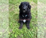 Small #6 German Shepherd Dog