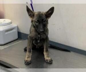 German Shepherd Dog-Unknown Mix Dogs for adoption in Visalia, CA, USA