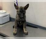 Small German Shepherd Dog Mix