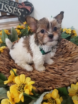 Medium Photo #1 Shorkie Tzu Puppy For Sale in FARMINGTON, MO, USA