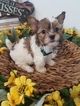 Small Photo #1 Shorkie Tzu Puppy For Sale in FARMINGTON, MO, USA
