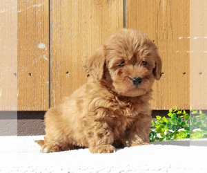 Labradoodle-Poodle (Miniature) Mix Puppy for sale in BIRD IN HAND, PA, USA