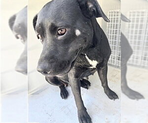 Mutt Dogs for adoption in Houston, TX, USA