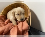 Small Photo #3 Golden Retriever Puppy For Sale in LITHIA, FL, USA